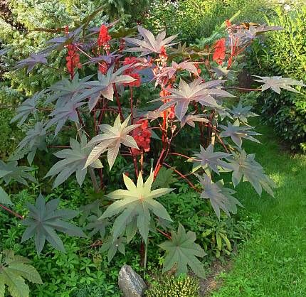Castor Bean